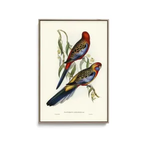 Adelaide Parakeet (Platycercus Adelaidiae) illustrated by Elizabeth Gould (1804–1841) - Stretched Canvas Print or Framed Fine Art Print - Artwork