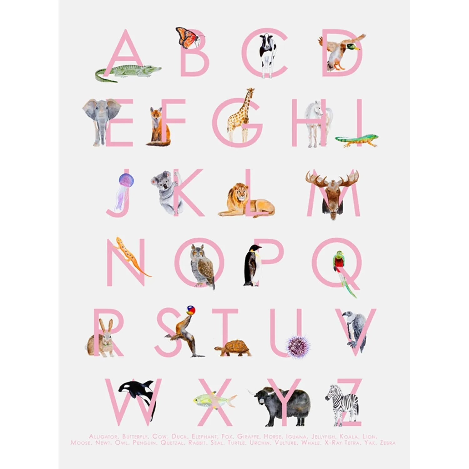 Animal Kingdom ABC's - Pink Canvas Wall Art