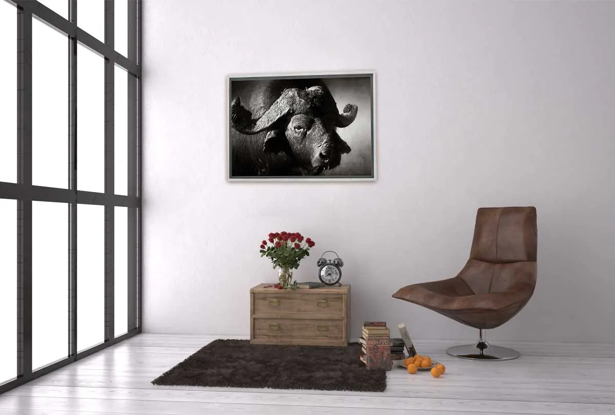 Buffalo | Animal Canvas Wall Art Print
