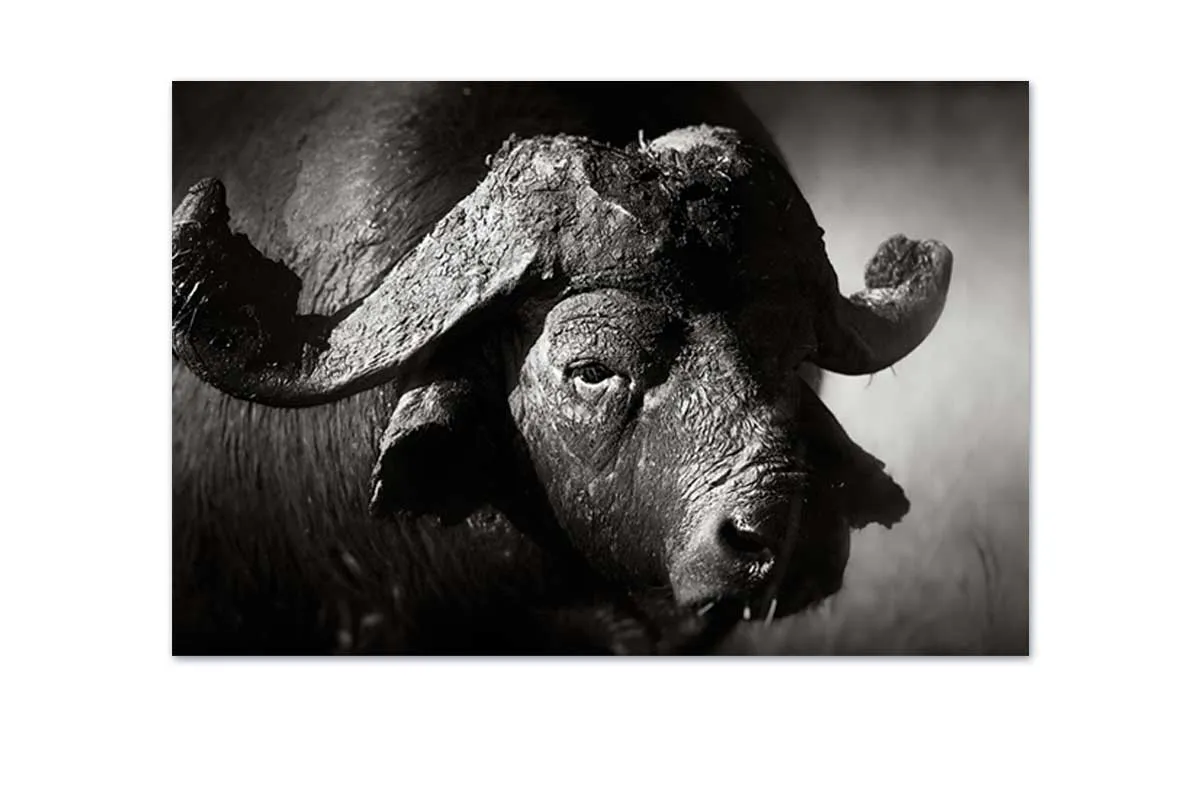 Buffalo | Animal Canvas Wall Art Print