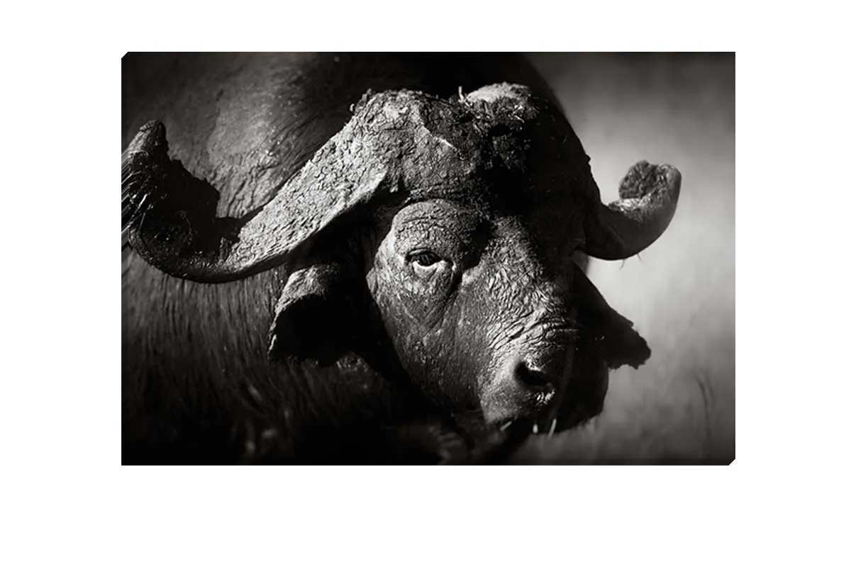 Buffalo | Animal Canvas Wall Art Print