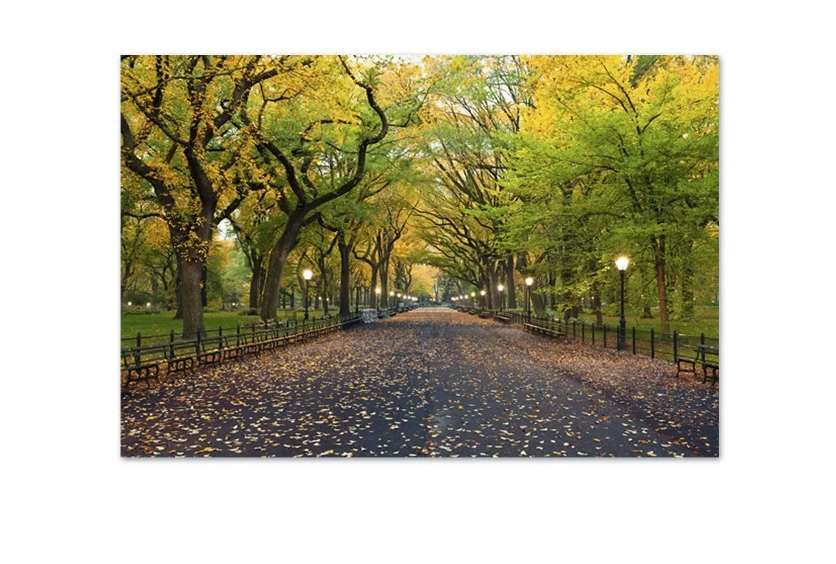Central Park | Canvas Art Print
