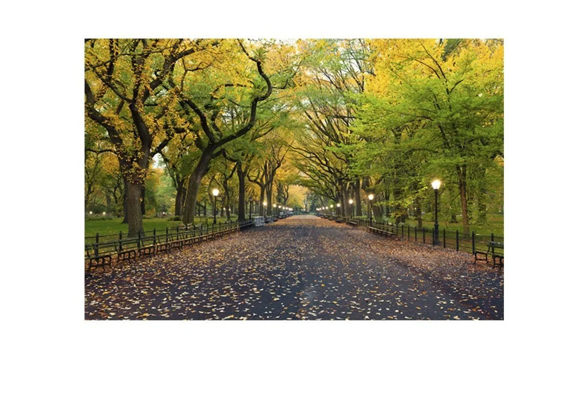 Central Park | Canvas Art Print