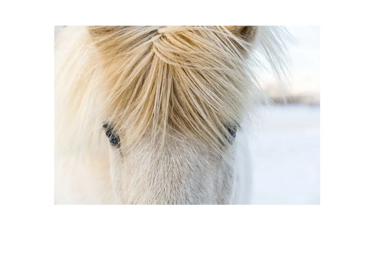Icelandic Horse 2 | Canvas Wall Art Print