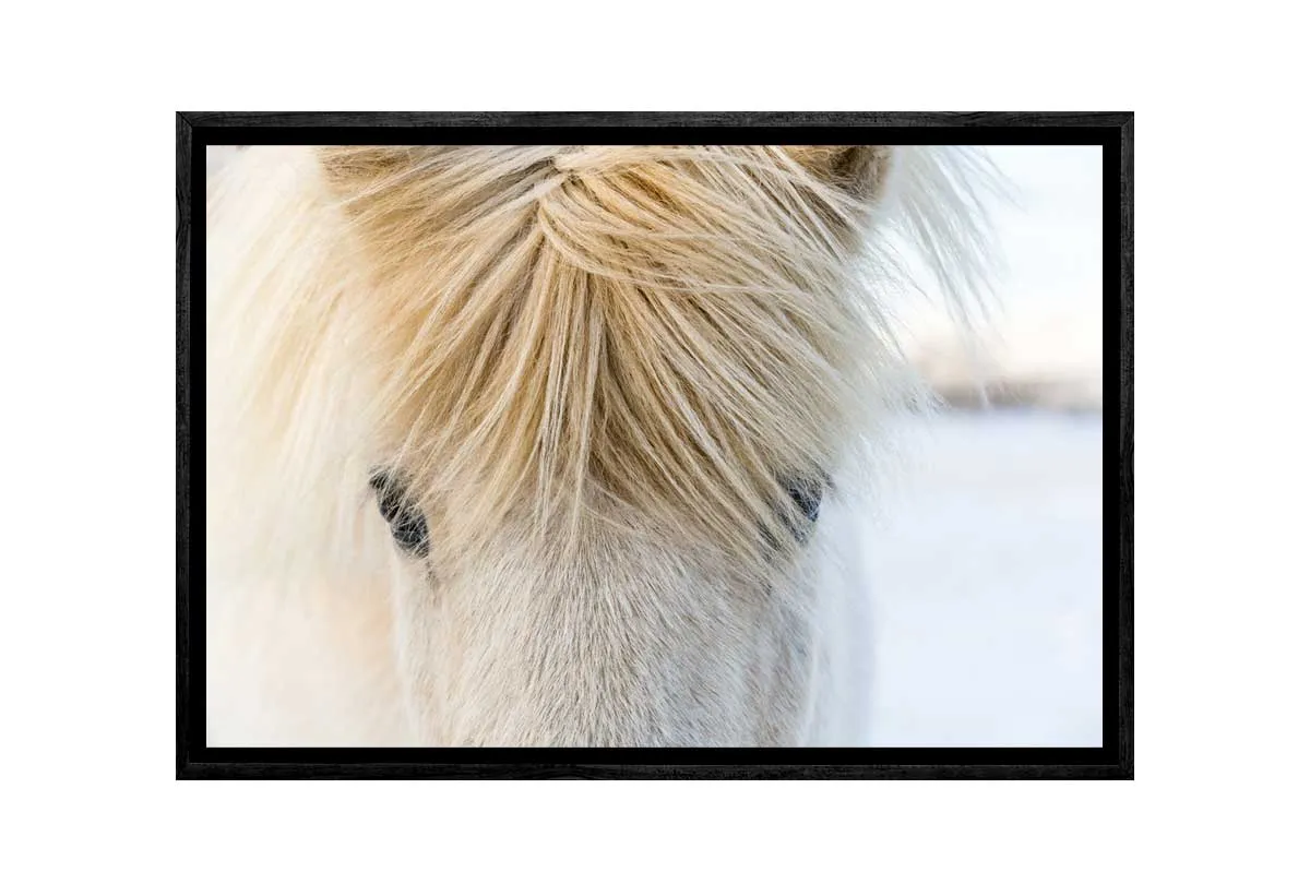 Icelandic Horse 2 | Canvas Wall Art Print