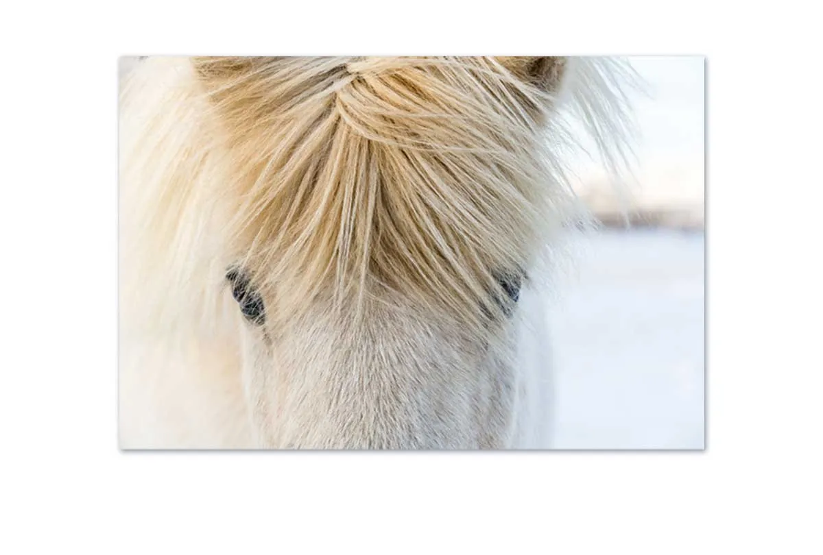Icelandic Horse 2 | Canvas Wall Art Print