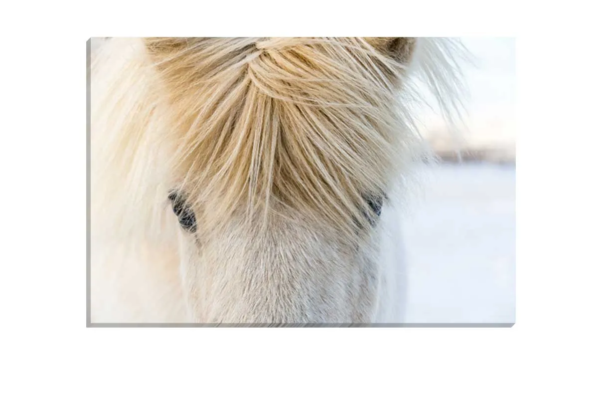 Icelandic Horse 2 | Canvas Wall Art Print