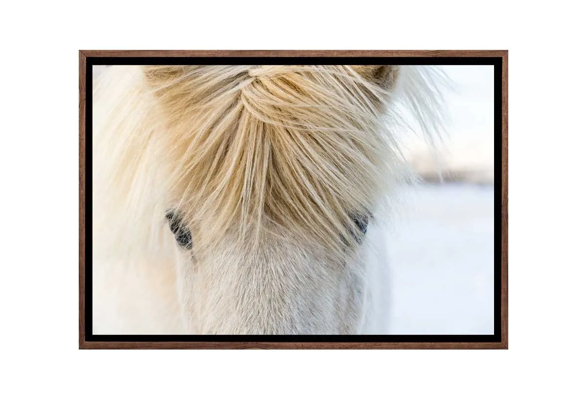 Icelandic Horse 2 | Canvas Wall Art Print