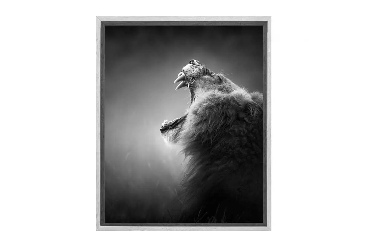 Lion Roar 2 | Canvas Art Print